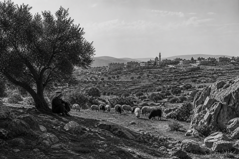 Olive Shade, by Adrian Demofoto, Gelatin silver print (black & white), 2020