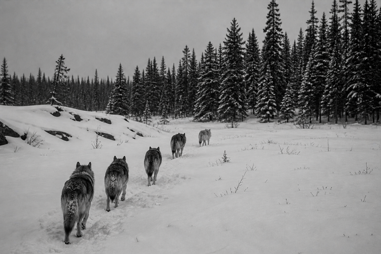 Silent Accord, by Adrian Demofoto, Gelatin silver print (black & white), 2023