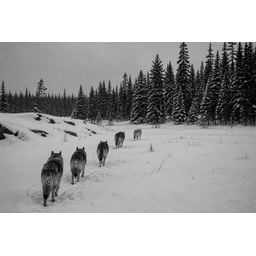 Silent Accord